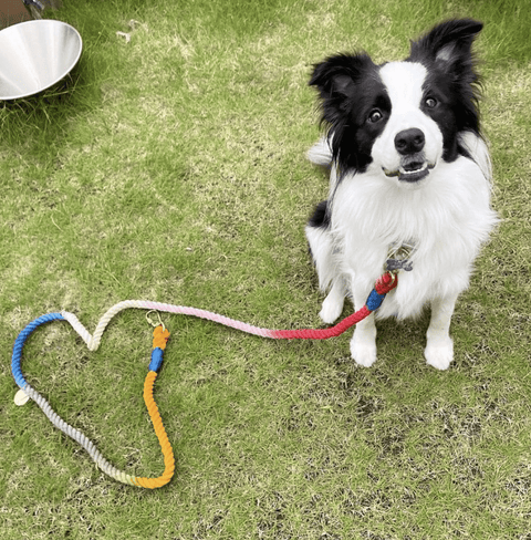 Pet Products - The WonderMart