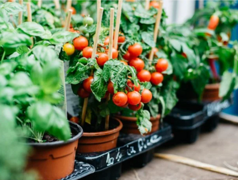 Farmer's Market Veggie Garden Seed Bomb Set
