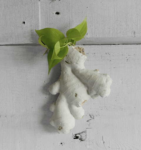 Ginger Wall Vase - The WonderMart