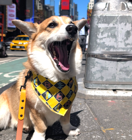 WOOFCESSORIES