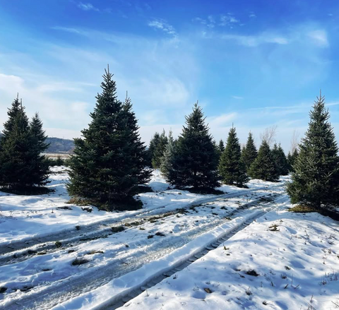 EVERGREEN VIEW FARM