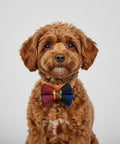 A small fabric bow tie with a multicolor plaid pattern, featuring red, blue, black, purple, and yellow sections, centered on a light off-white background.