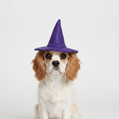 Witch Hat Pet Costume, Purple