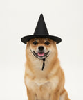 A small dog wearing a black felt witch hat.