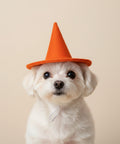 A small white dog wearing an orange felt witch hat.