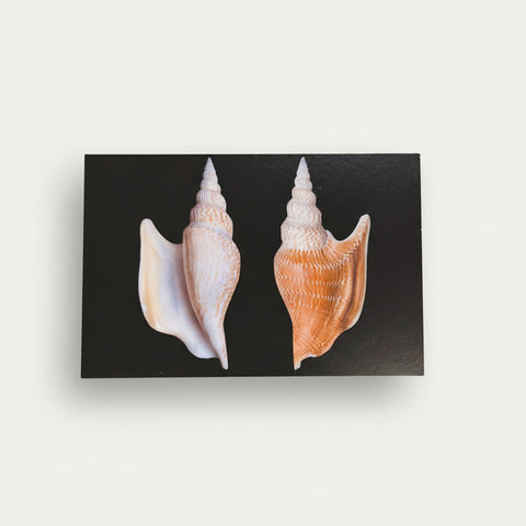 Listers Conch Postcard