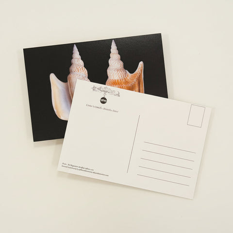 Postcard with shell design on a wooden surface