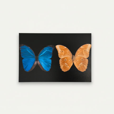 Two butterflies, one blue and one brown, on a black card with a wooden surface background.