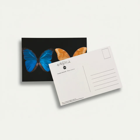 Morpho Butterfly Postcard