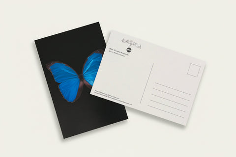 Black postcard with a blue butterfly design on a wooden surface