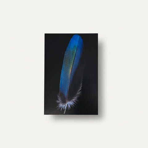 Blue feather on a black card with a wooden surface background