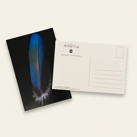 Postcard with blue feather design on black card and white envelope on wooden surface