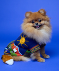 Small dog wearing a colorful sweater with a sun design on a blue background