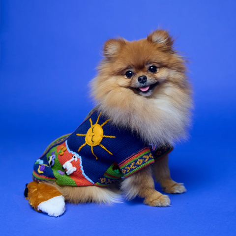 Small dog wearing a colorful sweater with a sun design on a blue background