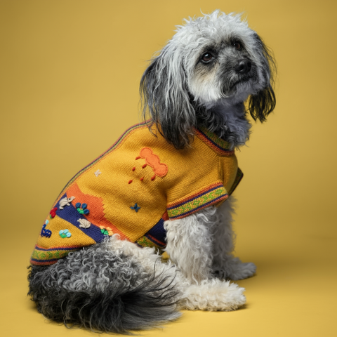 Dog wearing a colorful sweater on a yellow background
