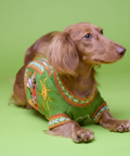 Dog wearing a green sweater with a pattern on a green background