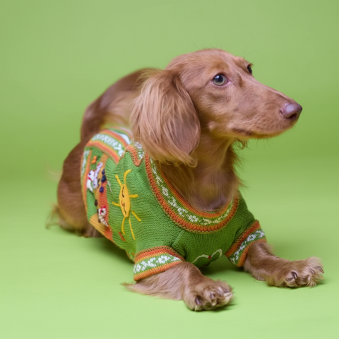 Dog wearing a green sweater with a pattern on a green background