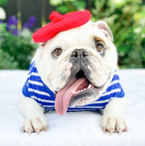 Dog Beret, Red