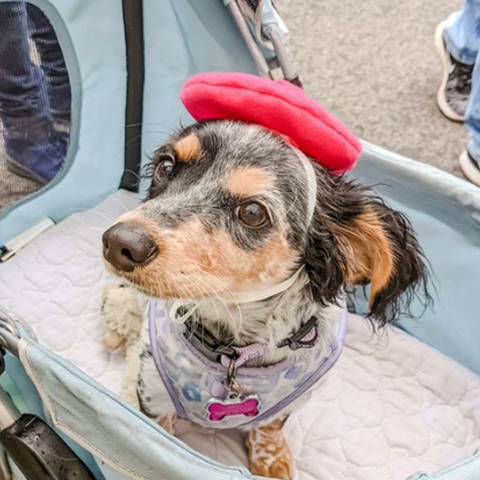 Dog Beret, Pink
