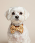 A pre-tied bow tie featuring an autumn leaf pattern in shades of orange, red, and green on a warm beige background, presented on a clean off-white studio background.