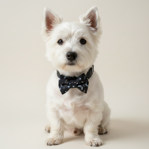 Midnight Skies Dog Bowtie