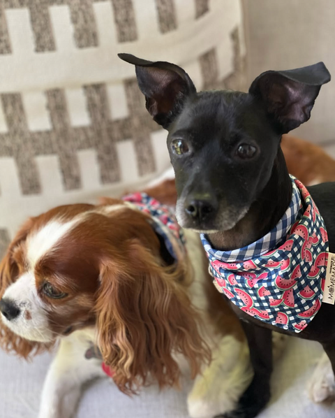 Upcycled Dog Bandana, Lace Eyelet/Garden Vine (SM)