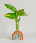 Green plant in a rainbow-colored vase on a wooden surface with a gray background