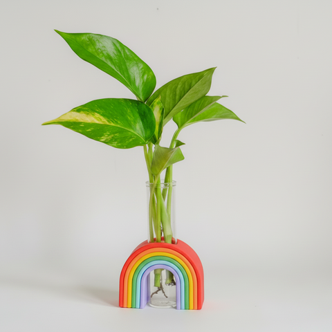 Green plant in a rainbow-colored vase on a wooden surface with a gray background
