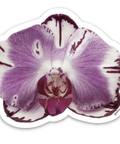 Purple Orchid Sticker - The WonderMart